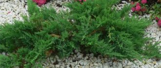 unpretentious coniferous shrubs