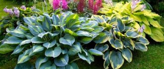 Several hosta varieties with different leaf colors in one flowerbed