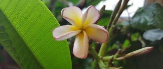 tender plumeria