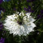 Nigella: a scattering of stars on your site