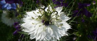 Nigella: a scattering of stars on your site