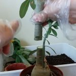 Adenium pruning