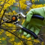 pruning forsythia in spring