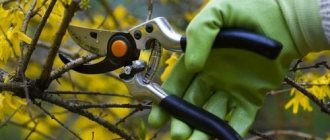 pruning forsythia in spring