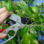 Pruning a houseplant