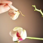 Pruning an orchid after flowering, how to prune a faded orchid