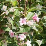 Weigela pruning