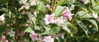 Weigela pruning