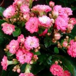 General information - Kalanchoe