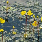 One of the carnivorous plants is bladderwort