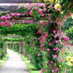 Decorating an arch with flowering vines