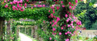 Decorating an arch with flowering vines