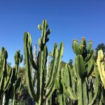 huge cacti