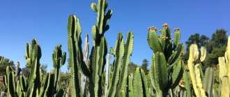 huge cacti