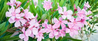 Common oleander