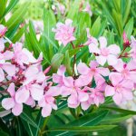 Common oleander