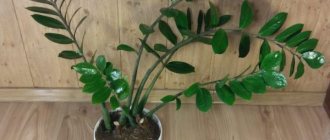 Is Zamioculcas dangerous - how does it affect humans and animals?