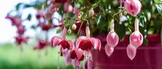 Description of fuchsia