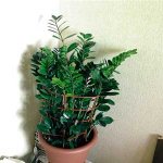 Support-for-zamioculcas-photo