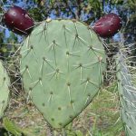 Opuntia and its properties in medicine