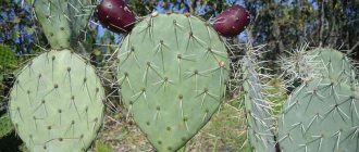 Opuntia and its properties in medicine