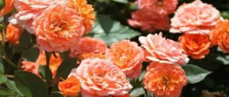 Orange roses