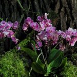 orchids in natural environment