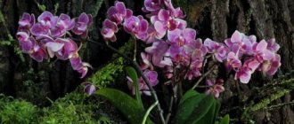 orchids in natural environment