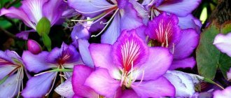 Orchid tree (Bauhinia) photo