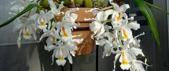 coelogina orchid