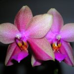 Orchid Liodoro variety features, description, photo