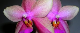 Orchid Liodoro variety features, description, photo