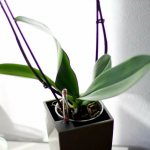 Orchid after flowering