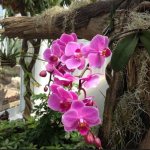 orchid in nature how to grow