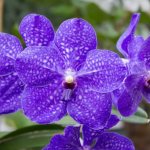 Vanda Orchid photo