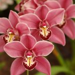 Is orchid harmful to health?