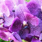 Особенности полива орхидей зимой