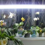 Illuminated orchids