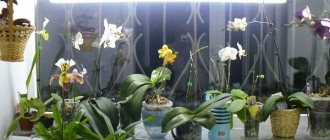 Освещенные орхидеи