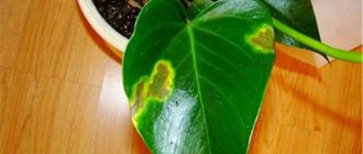 Burns on anthurium leaves - spots