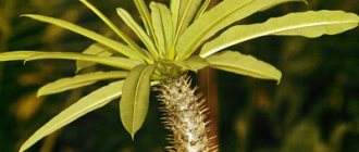 Pachypodium