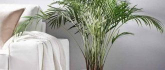 palm tree in a pot