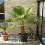 Washingtonia palm