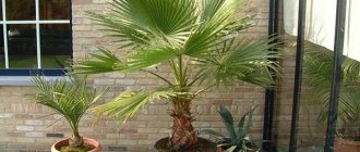 Washingtonia palm