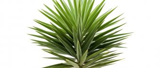 Yucca Palm