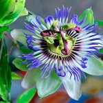 Passionflower types and varieties with photos