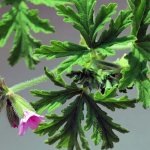 fragrant pelargonium