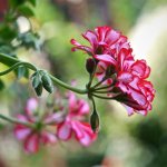 Пеларгония - любимица цветоводов во всех странах мира