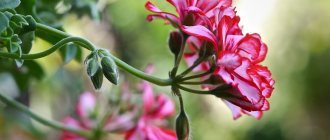 Pelargonium is a favorite of flower growers all over the world.