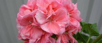 Pelargonium martha